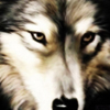 Click To View WhItEwOlF1988\
