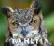 Click To View MarkeH\